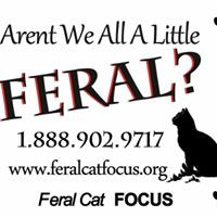 Feral Cat Focus